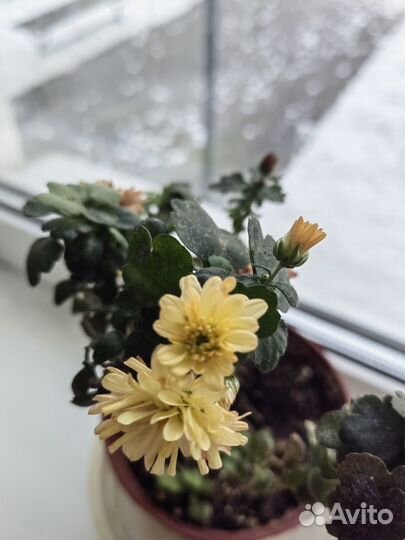 Хризантема комнатная, жёлтая, бордовая
