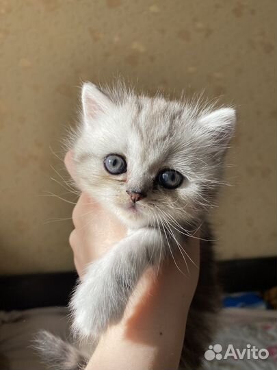 Шотландский котенок