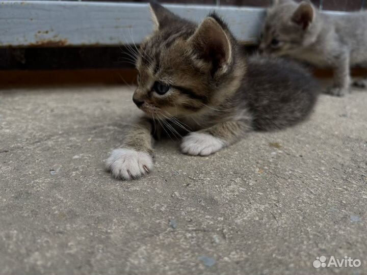 Котята в добрые руки бесплатно