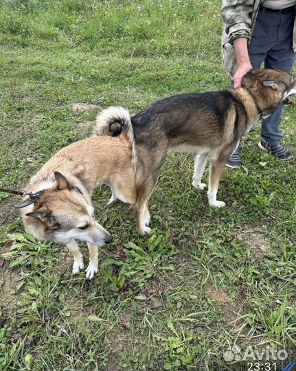 Щенки лайки зсл