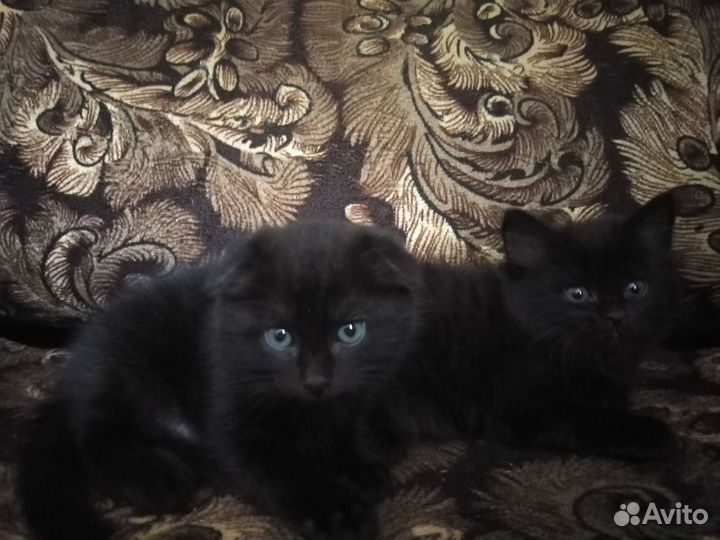 Отдам котят в добрые руки