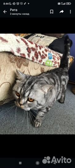 Британский кот