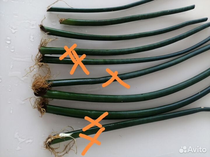 Сансевиерия Цилиндрика, толстянка