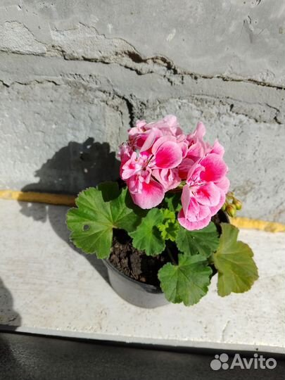 Пеларгония герань сортовая