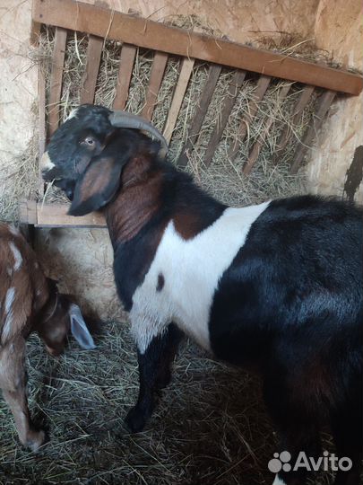 Коза нубийская