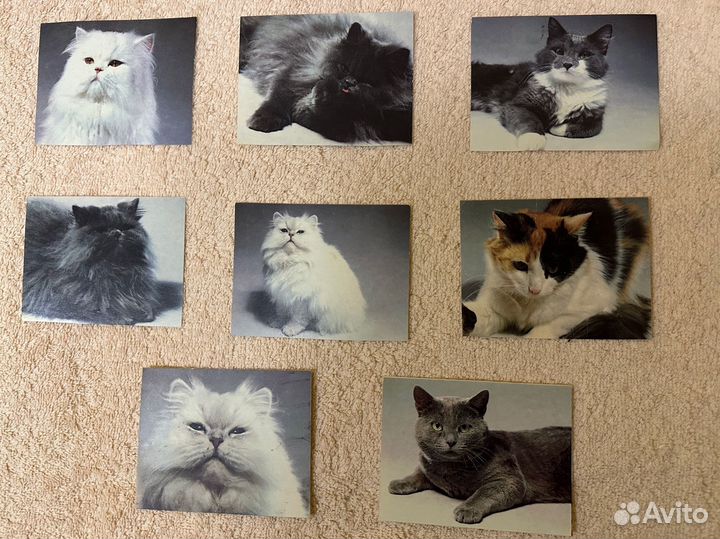 Календарики кошки