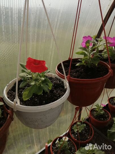 Цветы петунья