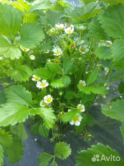 Рассада клубники