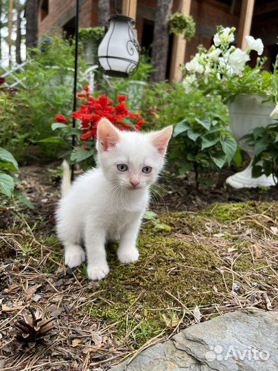 Котята