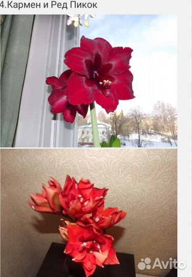 Гиппиаструм