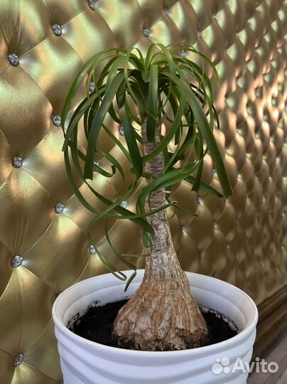 Нолина(Бокарнея)