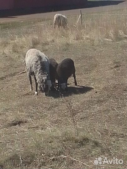 Баранчик романовской и катумской породы