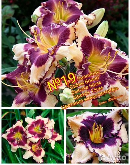 Лилейники сортовые почта/сдек