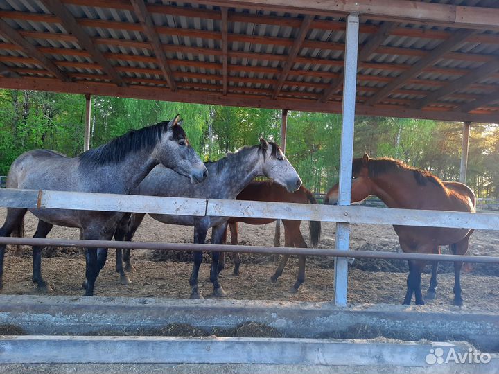 С/х животные