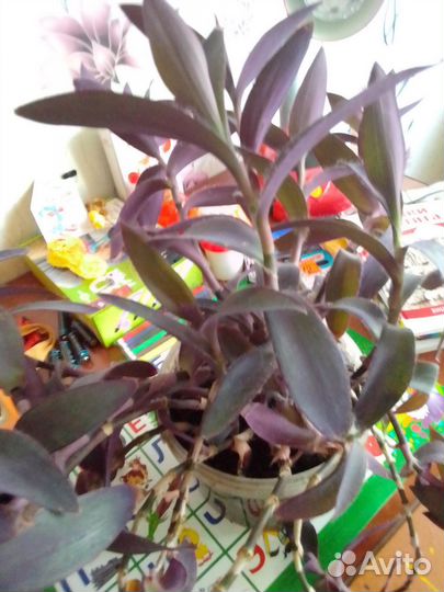 Традесканция