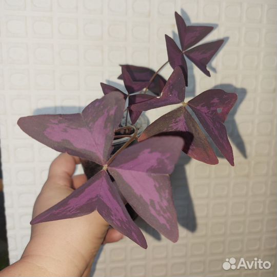 Оксалис (Кислица), Спатифилиум