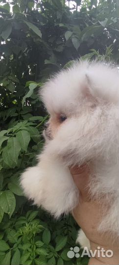 Померанский шпиц мини