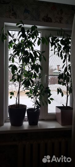 Фикусы с крупными листьями