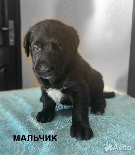 Отдам в добрые руки щенков