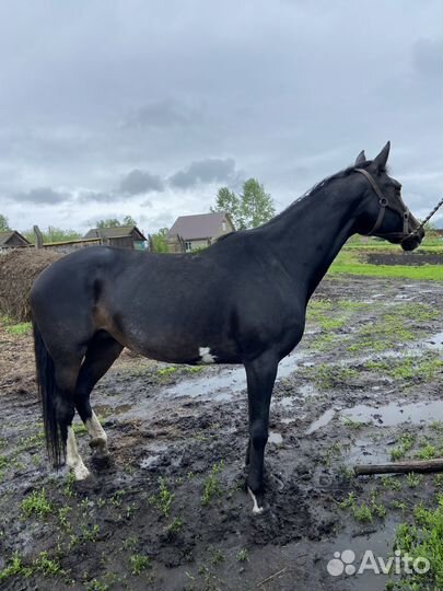 Продам кобылу и пони жеребчика