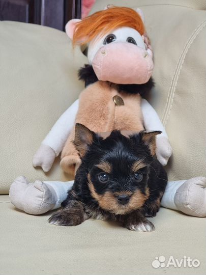 Йоркширский терьер