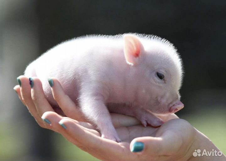 Мини пиг и Микропиг