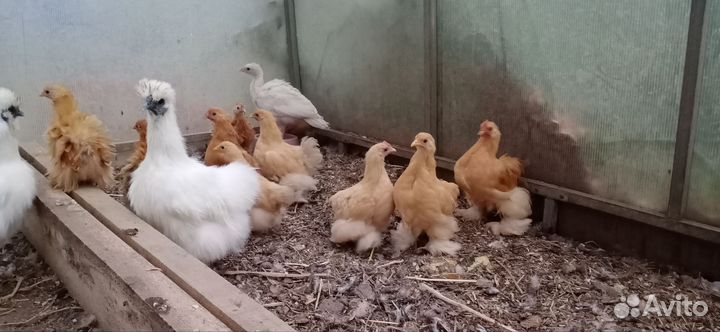 Цыплята карликового Кохинхина. Молодые Индоутки