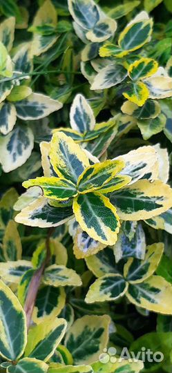 Почвопокровные растения