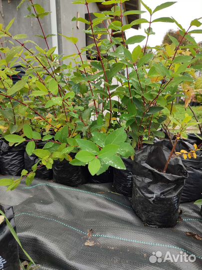 Жимолость Бакчарская саженцы