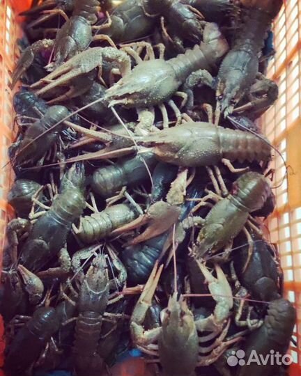 Живые раки