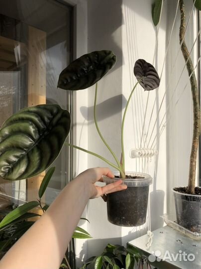 Алоказия медная, Литопсы, Тилландсия и др