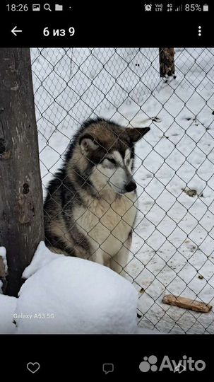 Аляскинский маламут