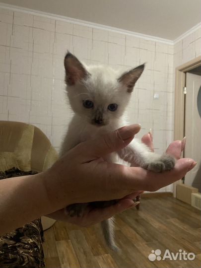 Сиамский котянок