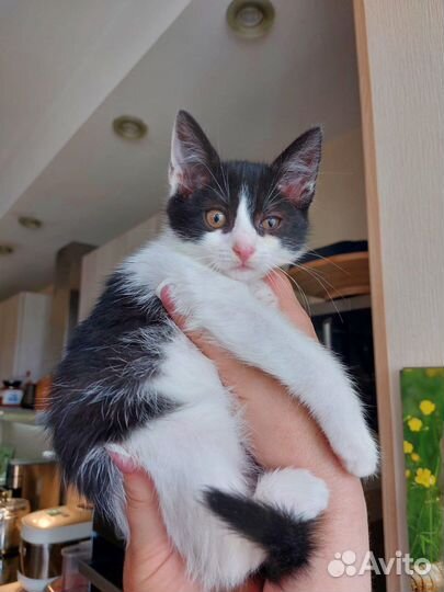 Котёнок ищет дом