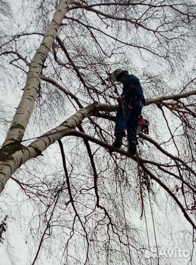 Спил деревьев