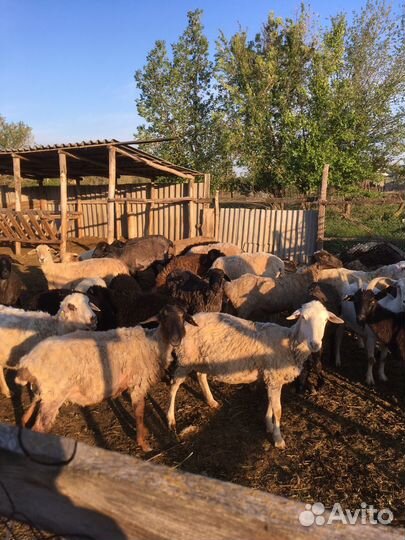 Продам овец