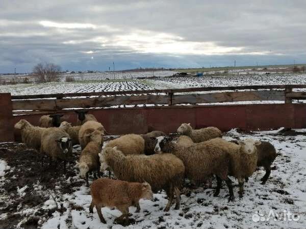 Бараны овцы ягнята