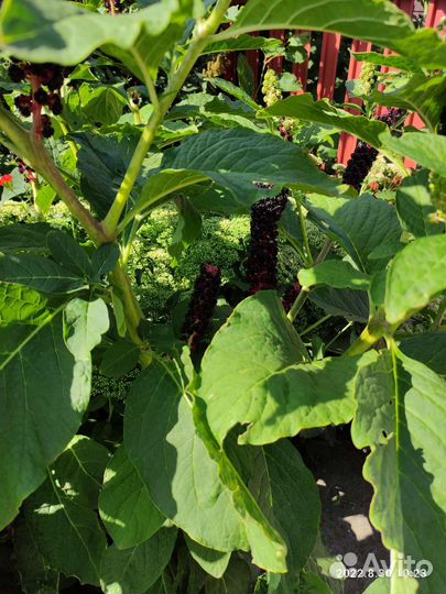 Фитолакка (лаконос), горец Сахалинский