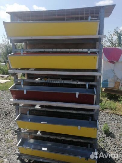 Клетка для перепелов