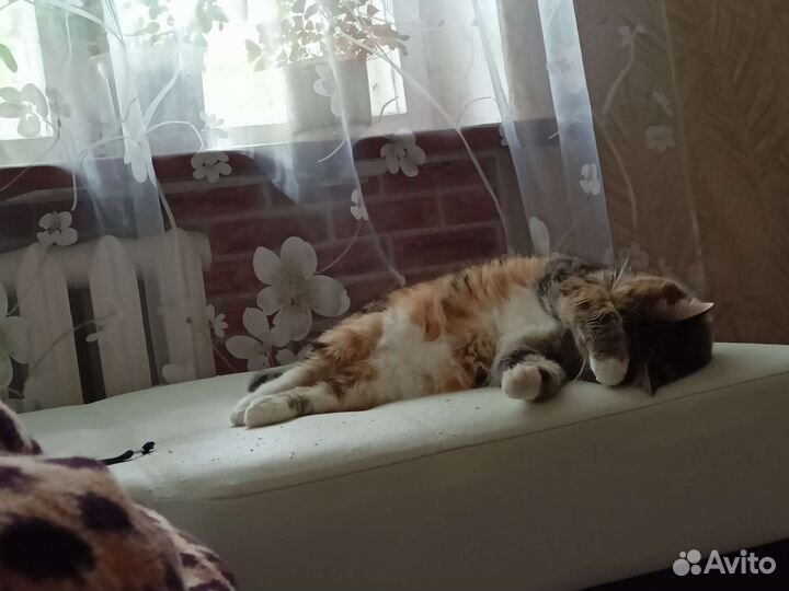 Кошка
