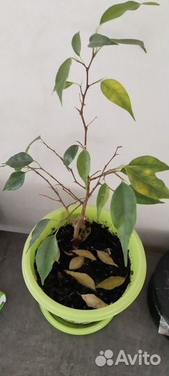 Фикус бенджамина большой
