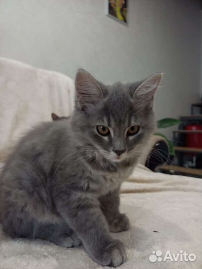 Котята в дар бесплатно