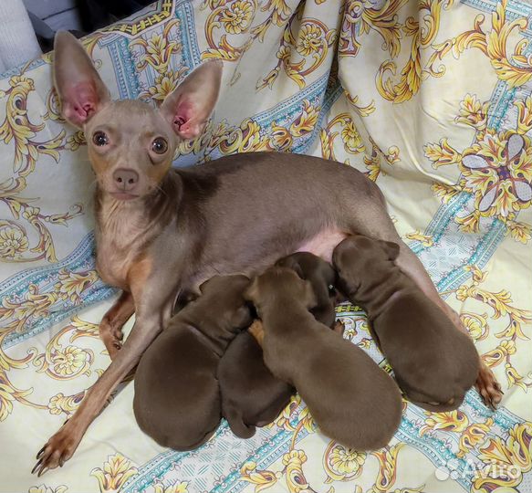 Щенки той-терьер