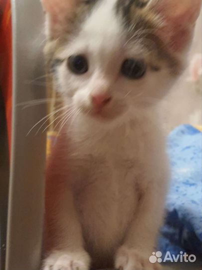 Кошки в добрые руки бесплатно