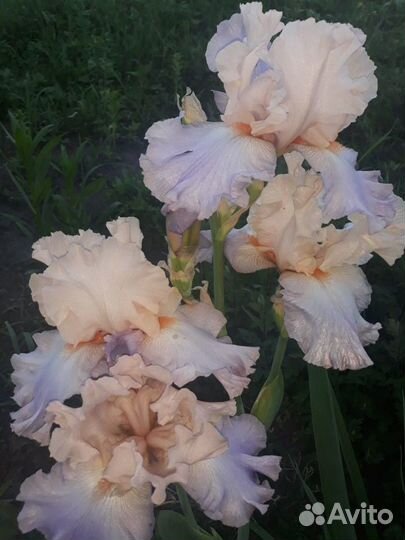 Ирисы. сортовые