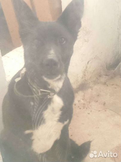 Собака Джек в добрые руки бесплатно