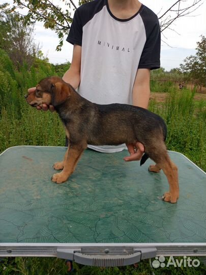 Щенок в добрые руки