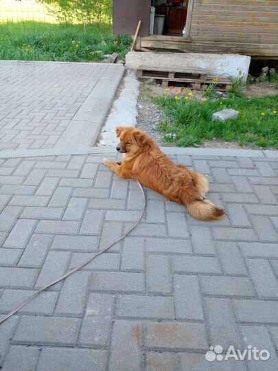 Собака в добрые руки отдам бесплатно