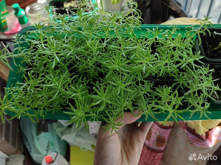 Седум очиток