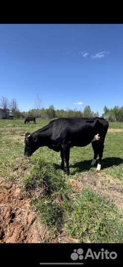 Коровы дойные молочные